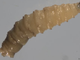  Trump No Se La Esperaba